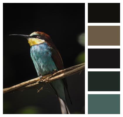 European Bee Eater Plumage Bird Image